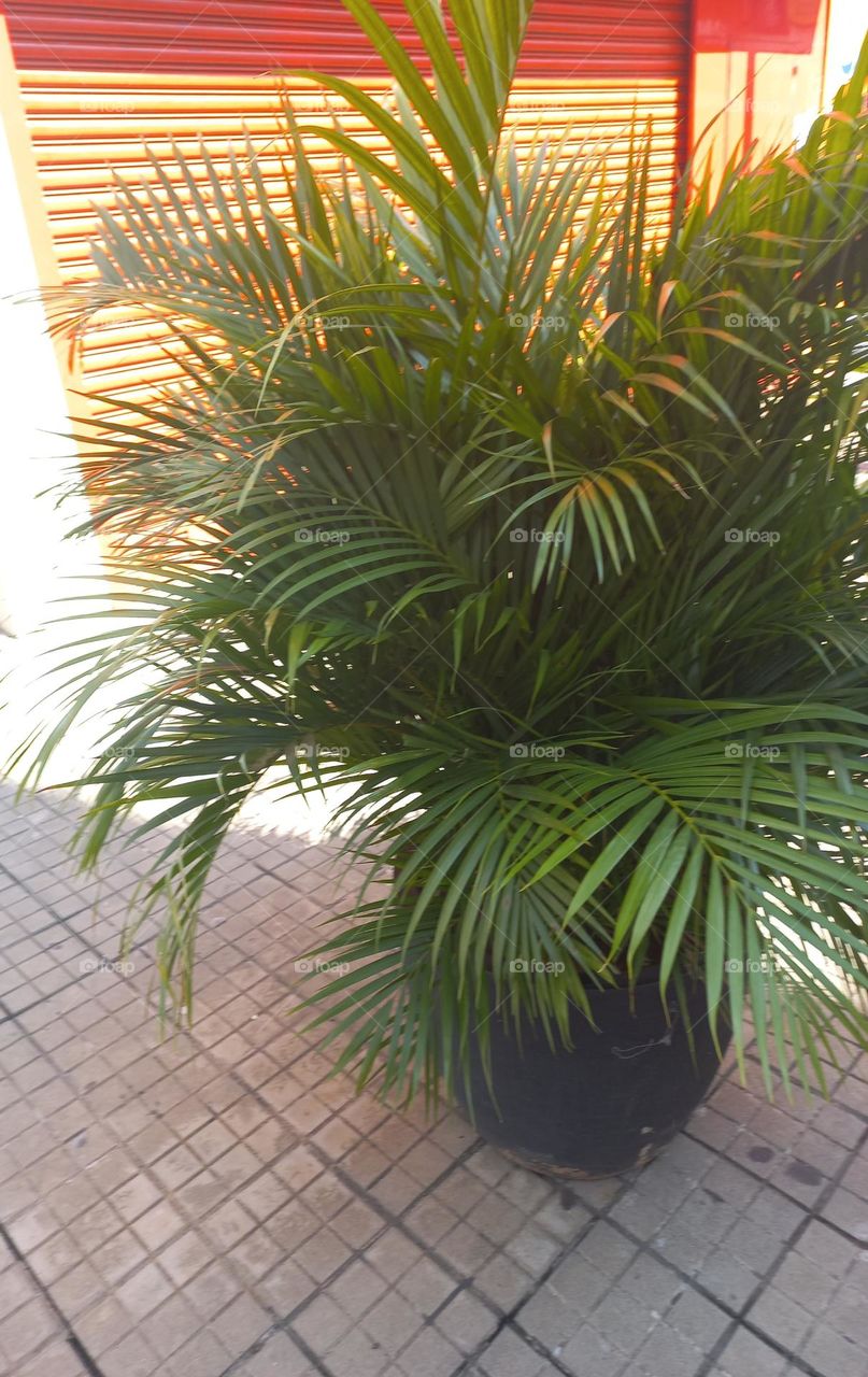 A exuberância  e a beleza  da planta  ornamental em um vaso