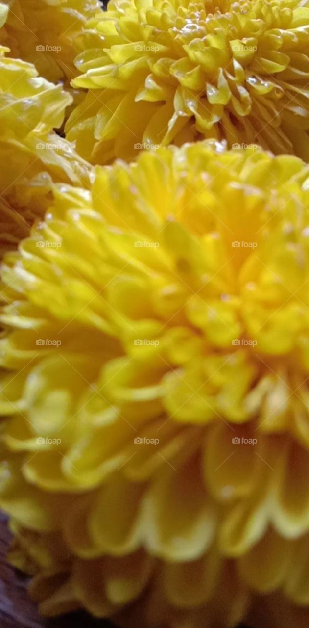 Beautiful Yellow Chrysanthemum marigold flower with rainwater on top