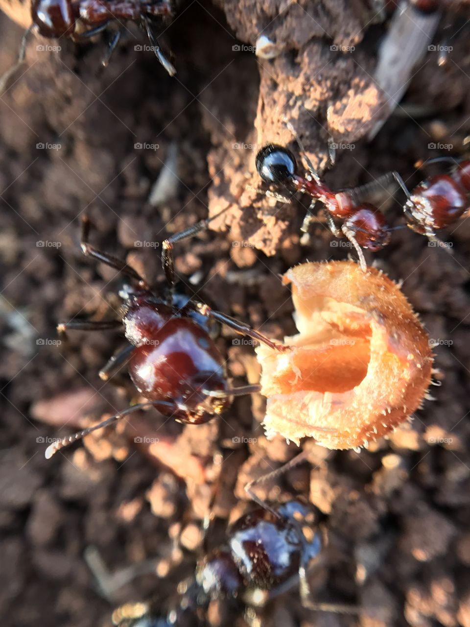 Hungry ants working