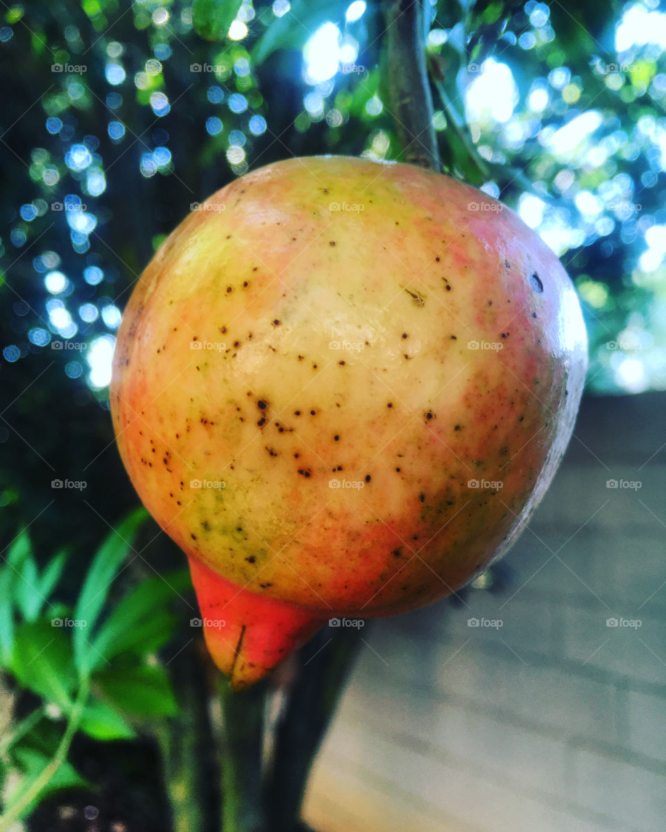 🇺🇸 Pomegranate is an exotic fruit is very tasty.  Here in the Southeast region of Brazil, it bears fruit very well! / 🇧🇷 A romã é uma fruta exótica é muito saborosa. Aqui na região Sudeste do Brasil, ela frutifica muito bem!