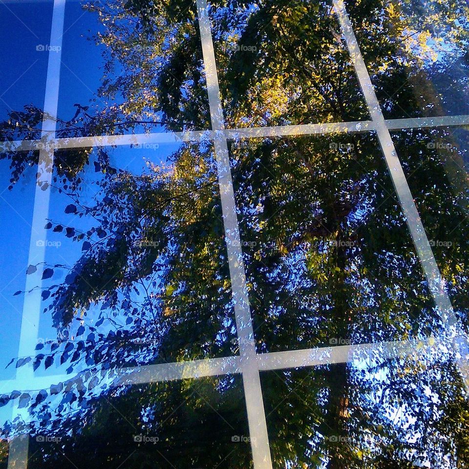 Window Reflection 