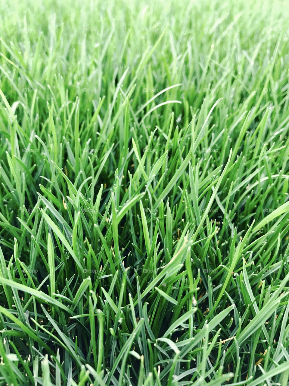 Green Grass Close-Up