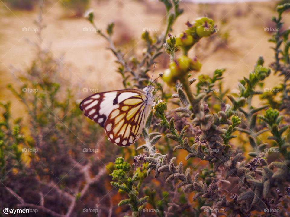 BUTTERFLY