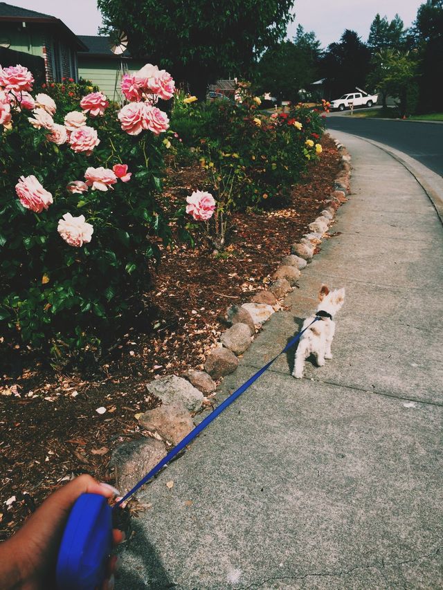 Walking the dog 
