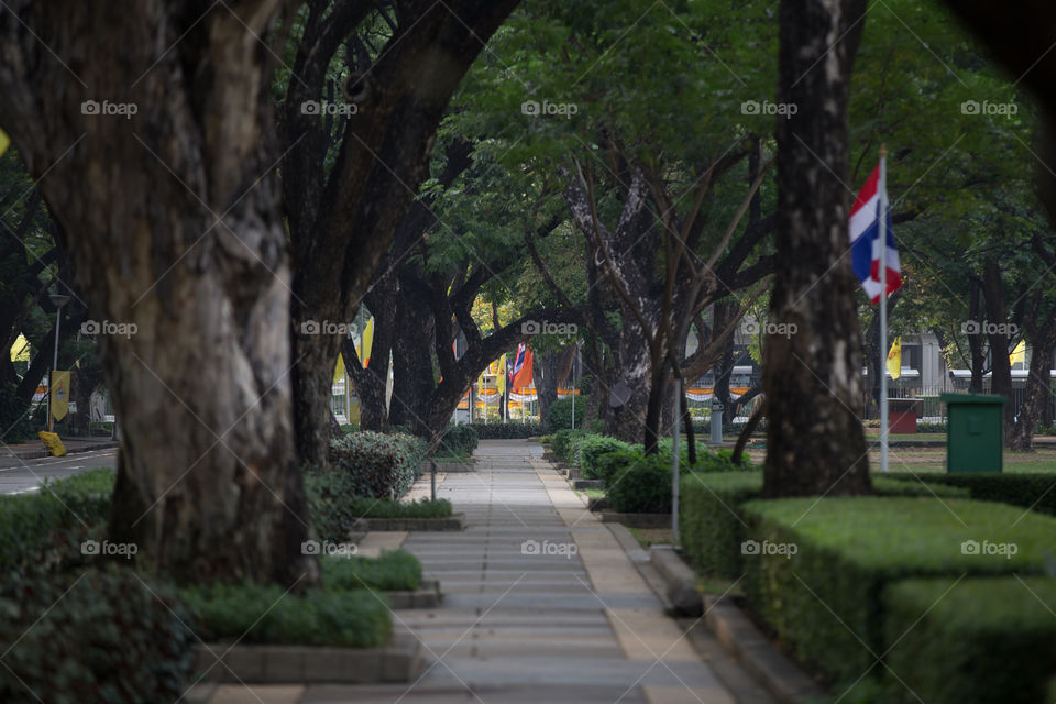 Path cover with tree tunnel 