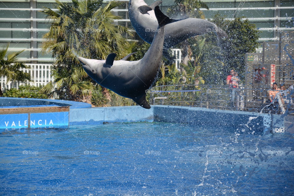 two dolphins jumping in the swimming pool