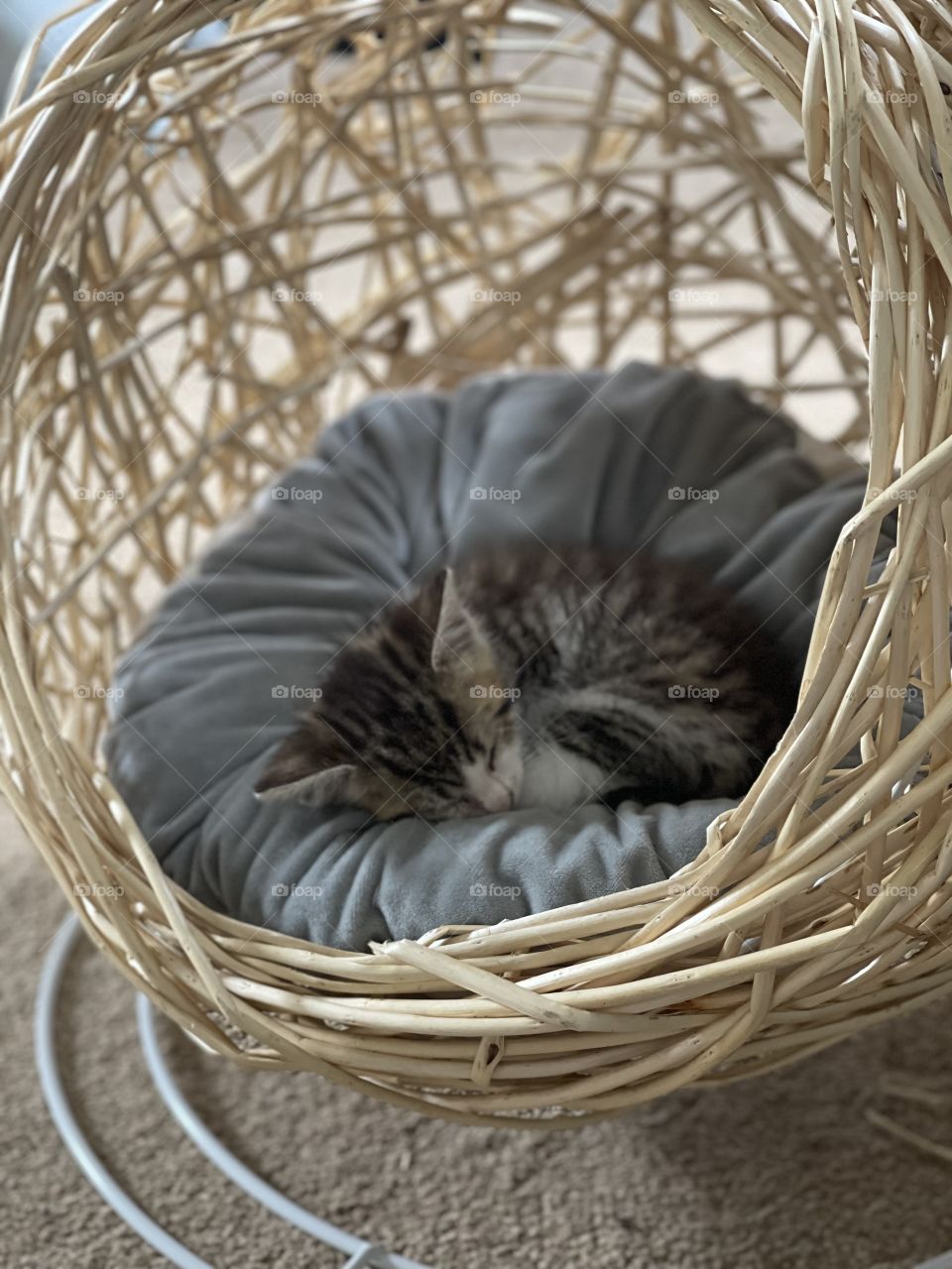 Kitten in a basket