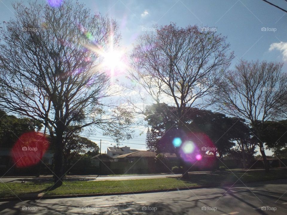 Tree, Landscape, Weather, Light, Park