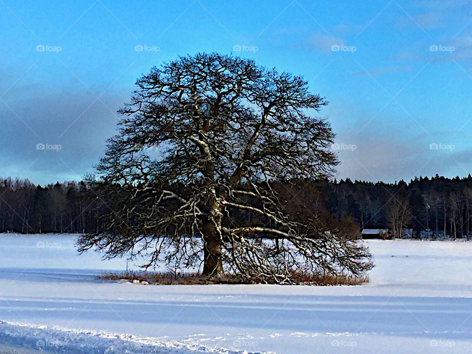 Tree in the nature! 