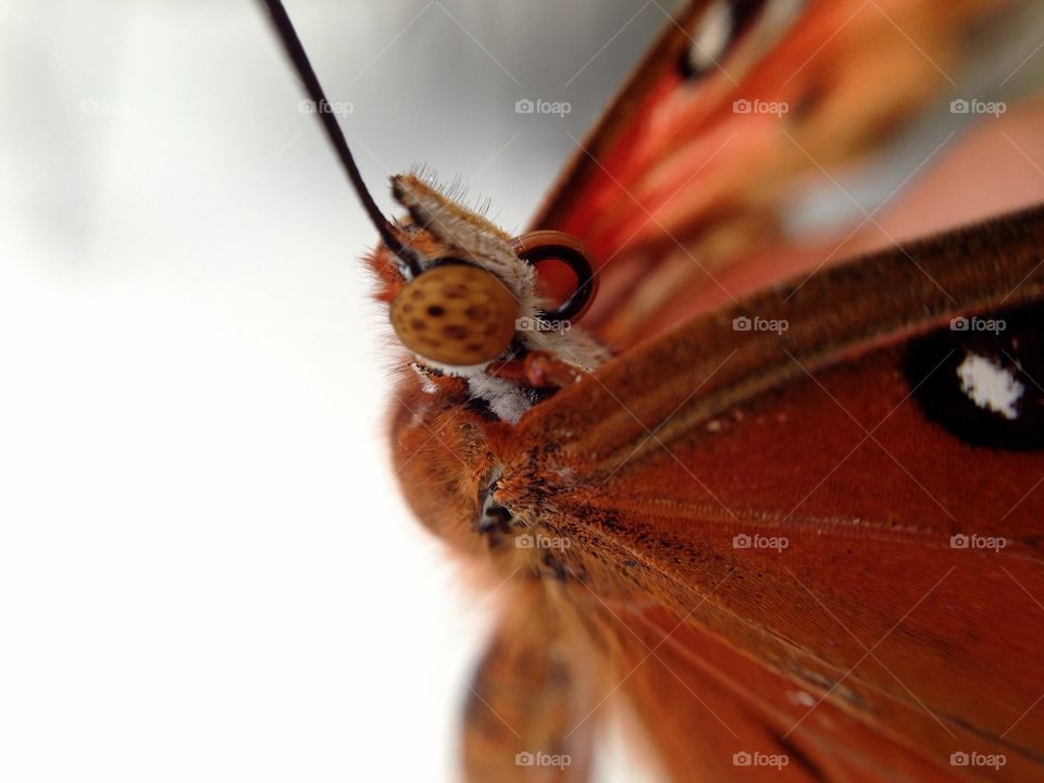 Butterfly. Beautifull summer orange butterfly
