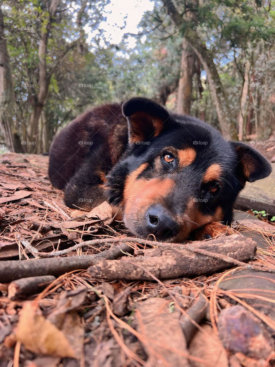 Perro tierno 