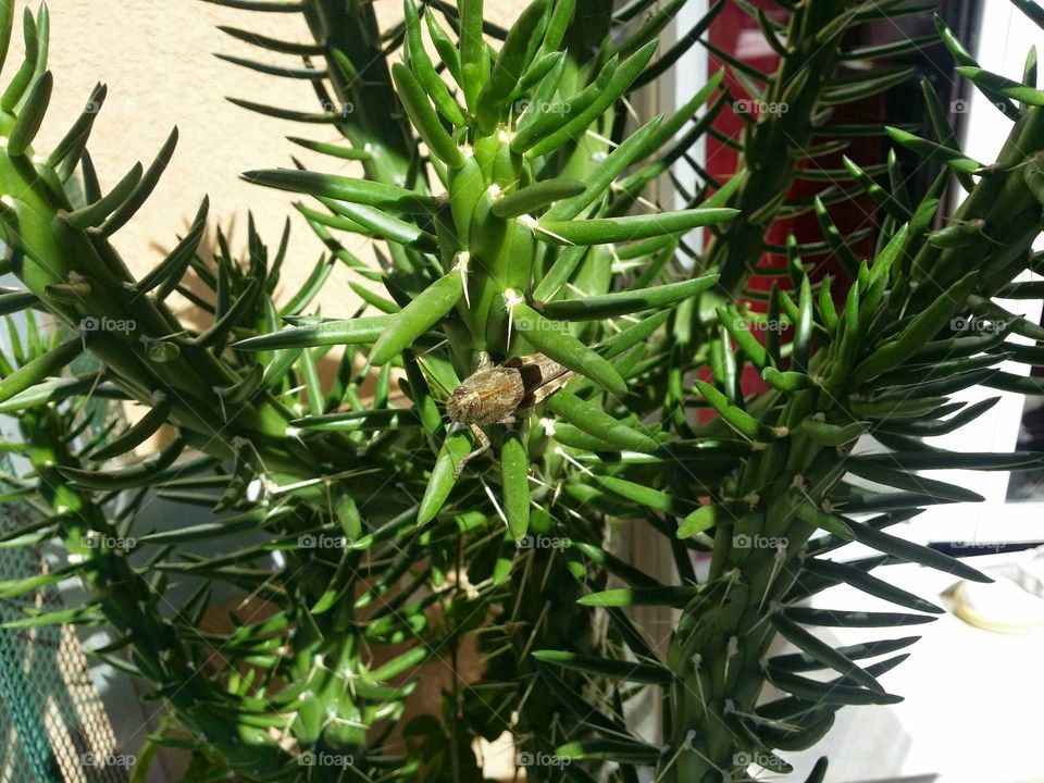 insect on the cactus