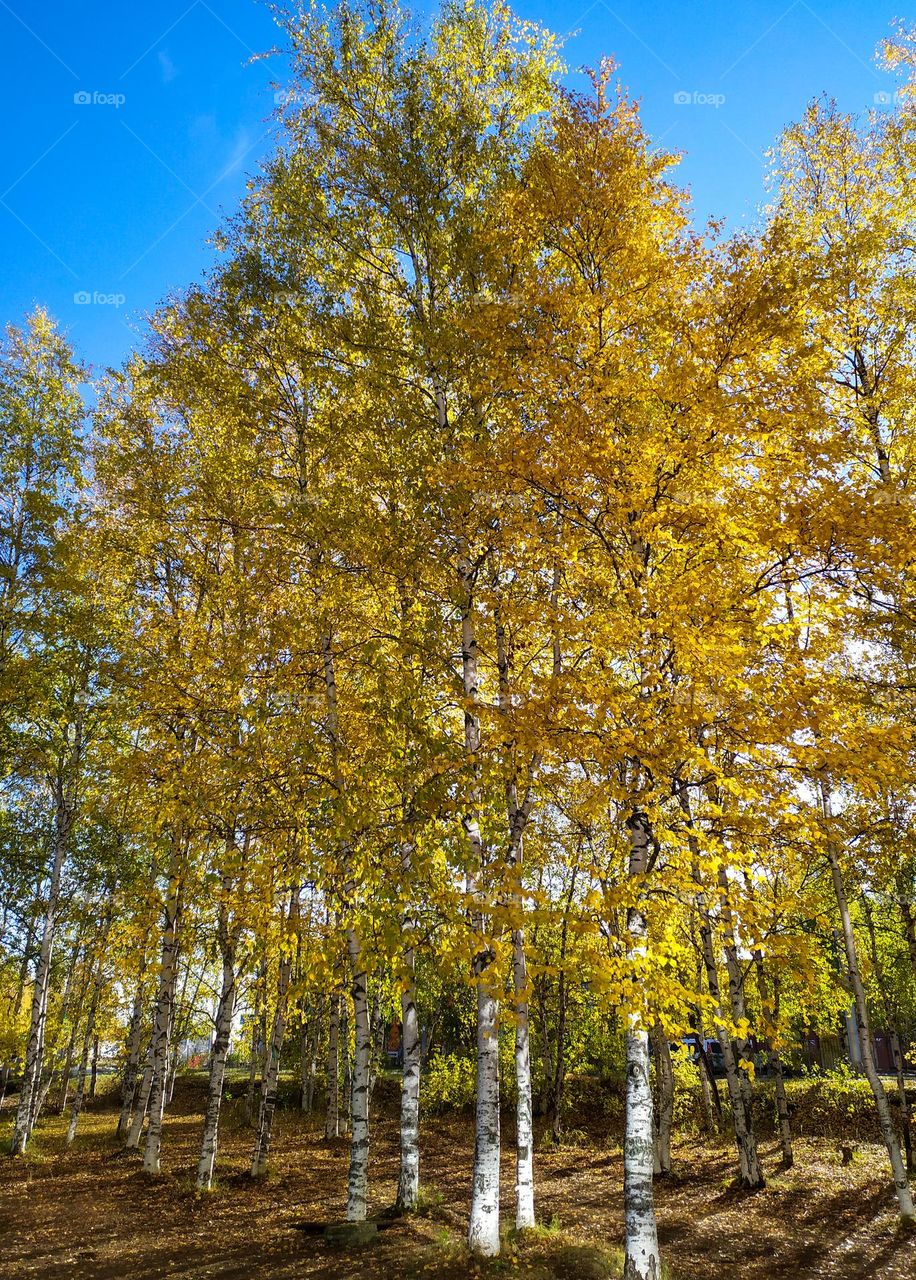 Trees with yellow leaves