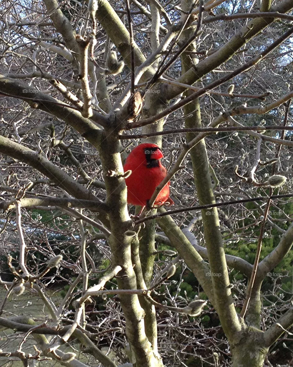 Cardinal