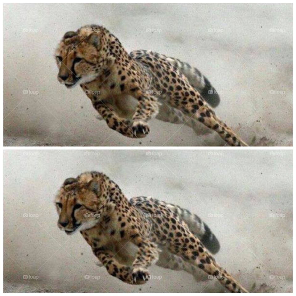A cheetah the fastest animal 