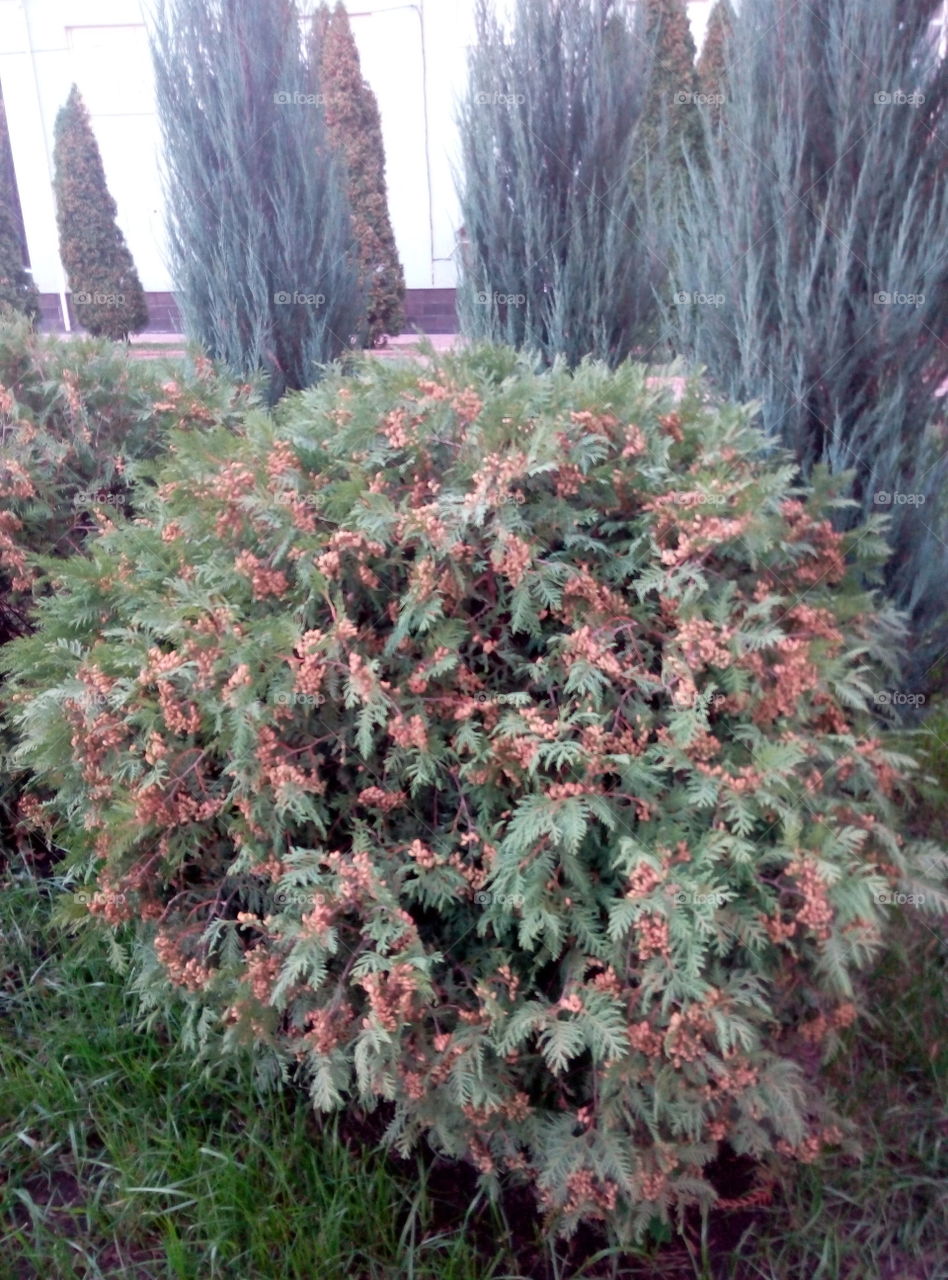 Куст растение