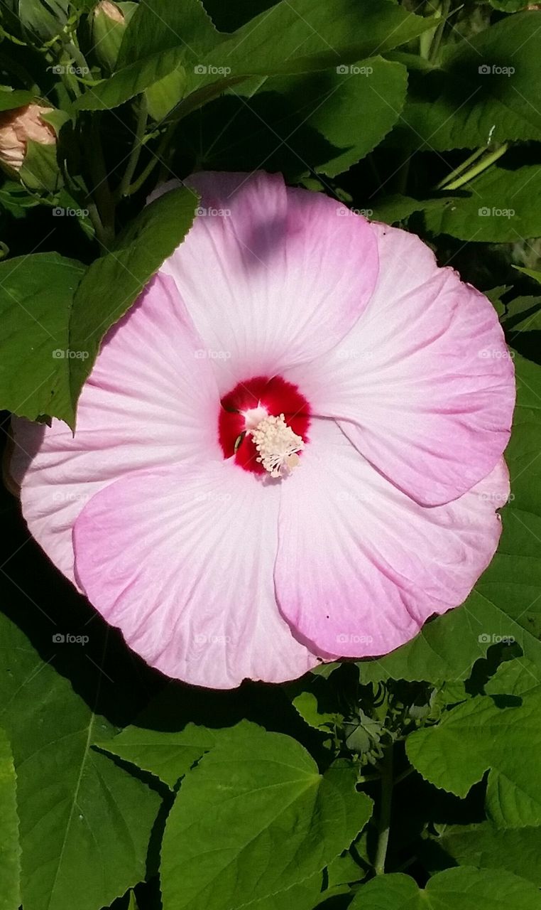 Hibiscus