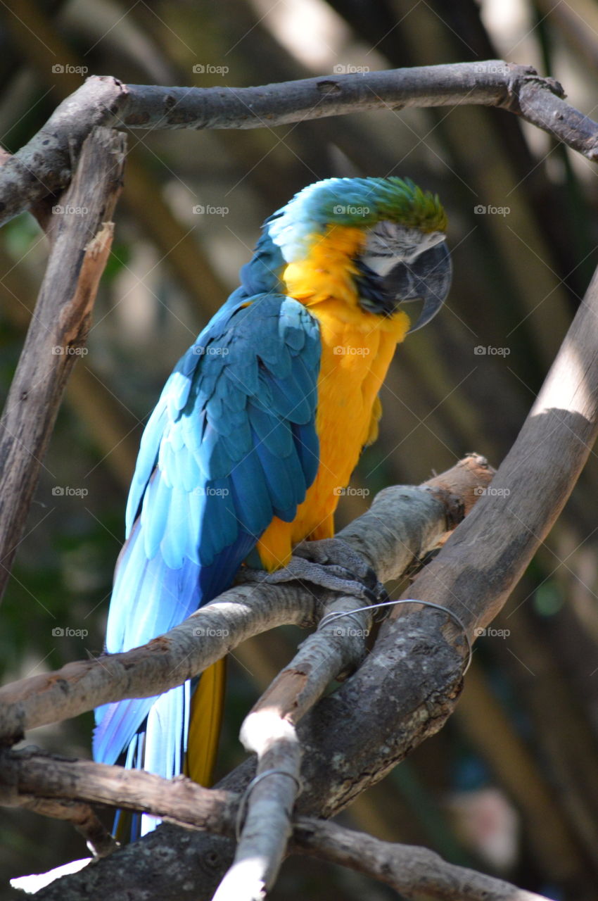 blue & gold macaw