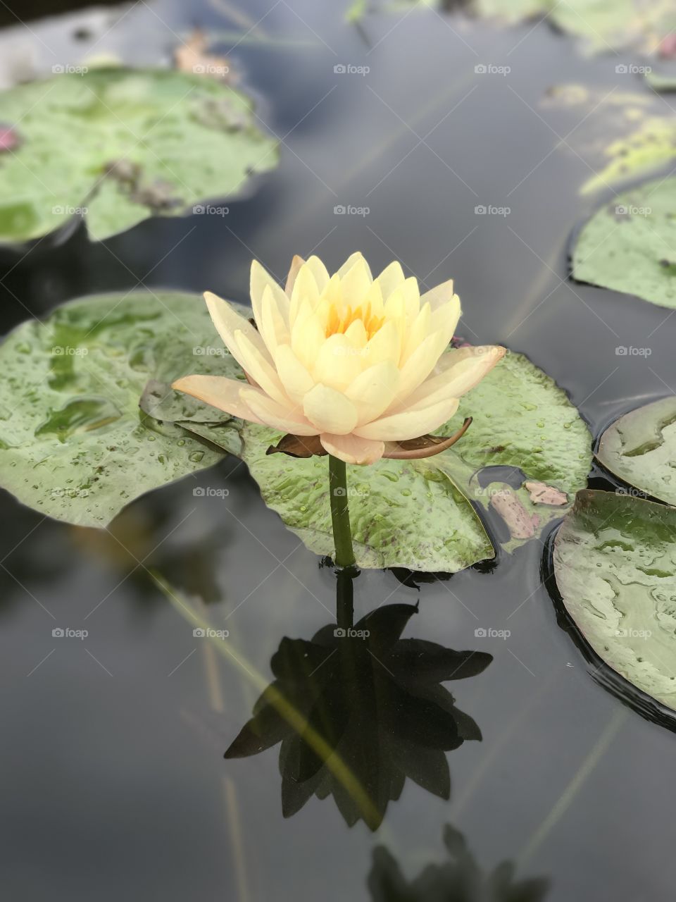 A lotus bloom