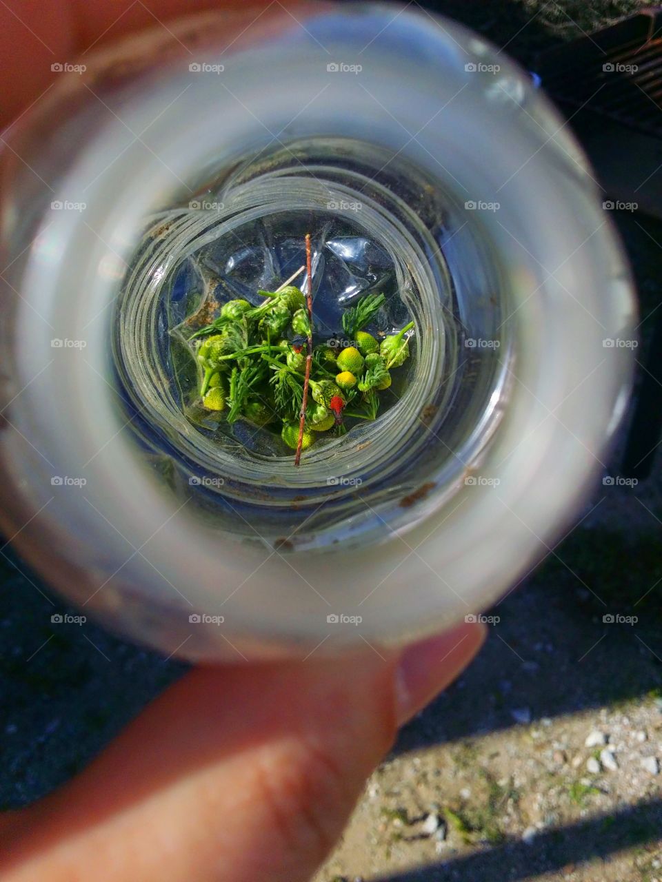 another view. another view of his bug habitat today