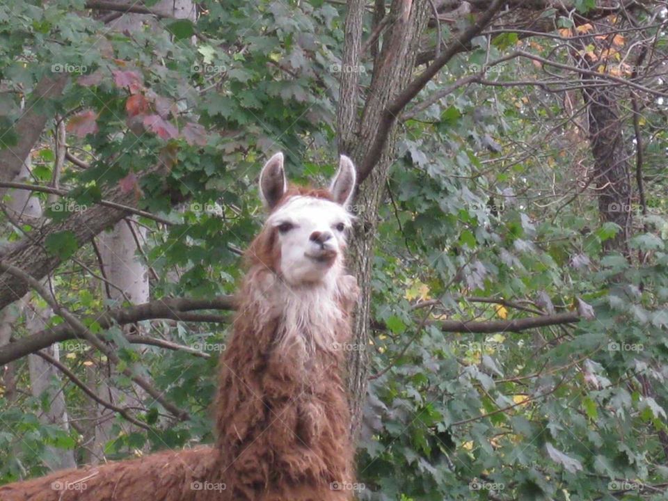 The Llama of Nyack, NY