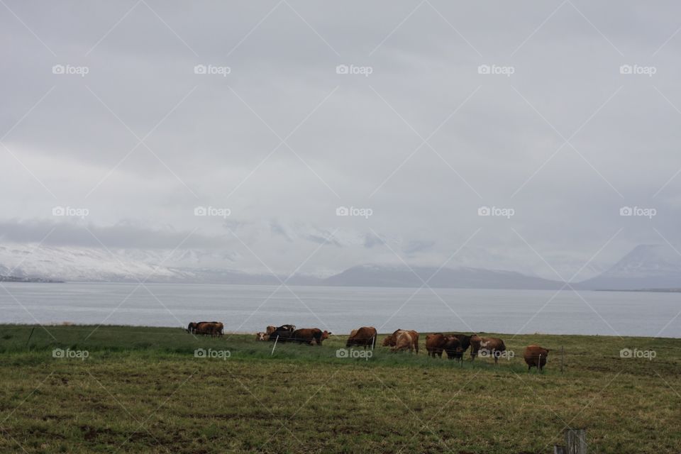 Cows eating their lunch