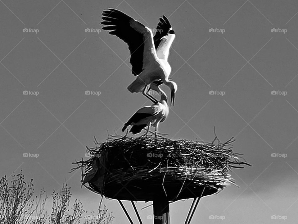 Storks