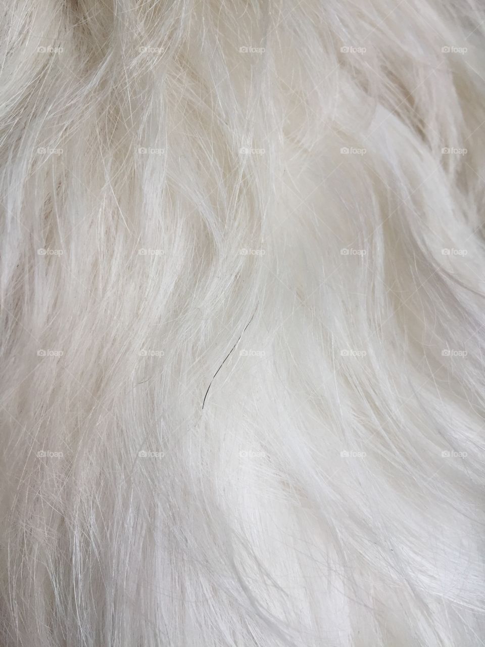 Black hair on white coated dog