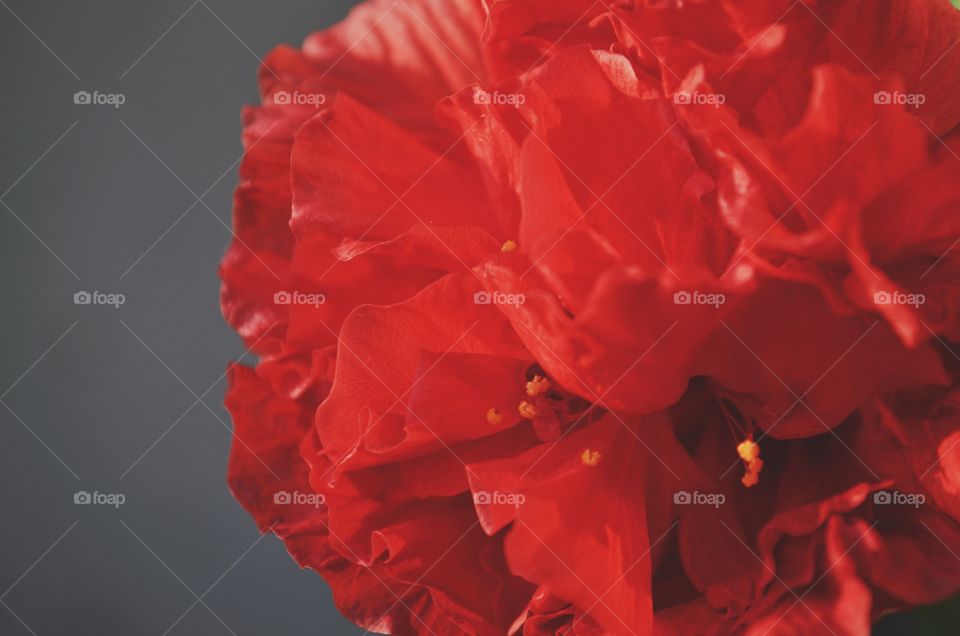 A close up photo of a beautiful flower in my garden. All red and divine. Gardening is fun!