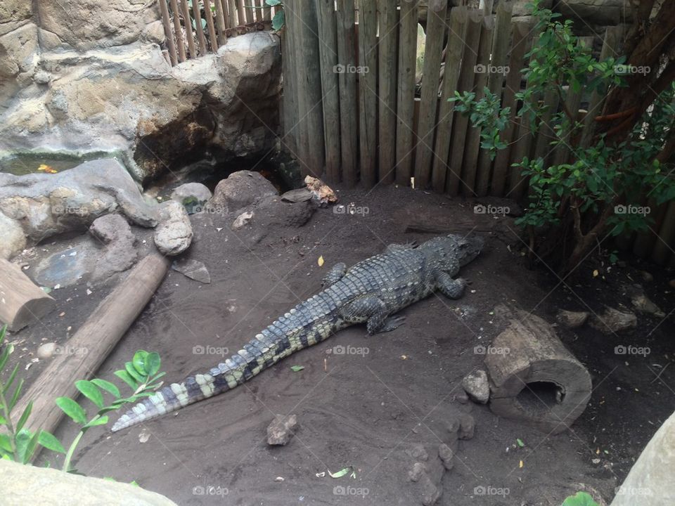 crocodile