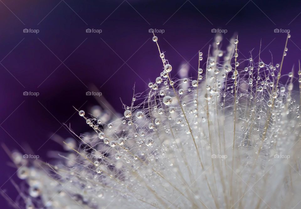 Close up of a dandelion