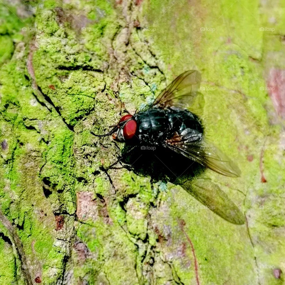 Fly