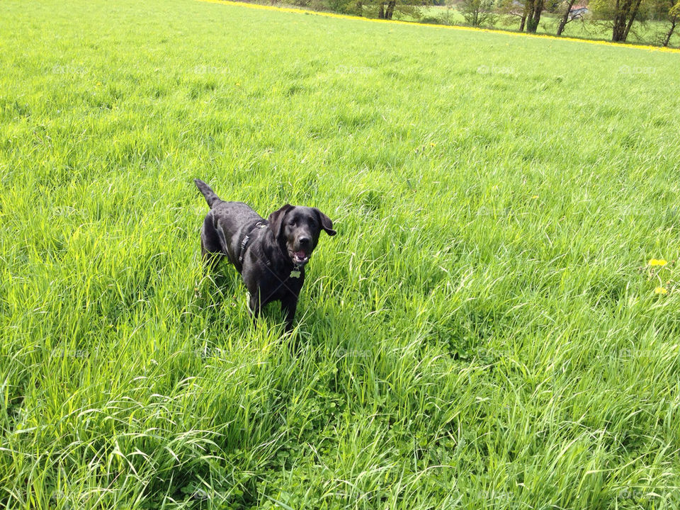 black grass dog denmark by andersdyr