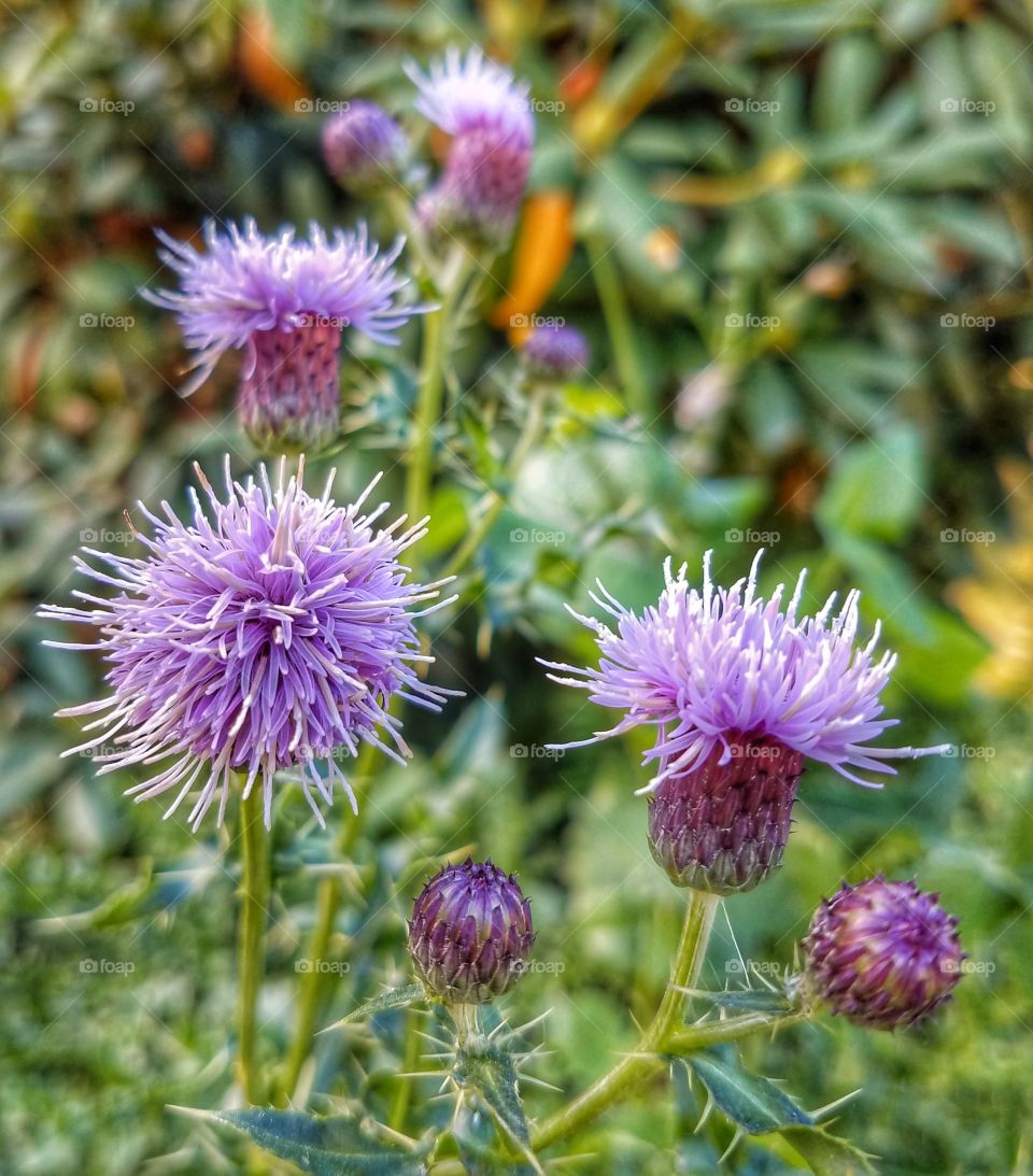 Thistle Flowers