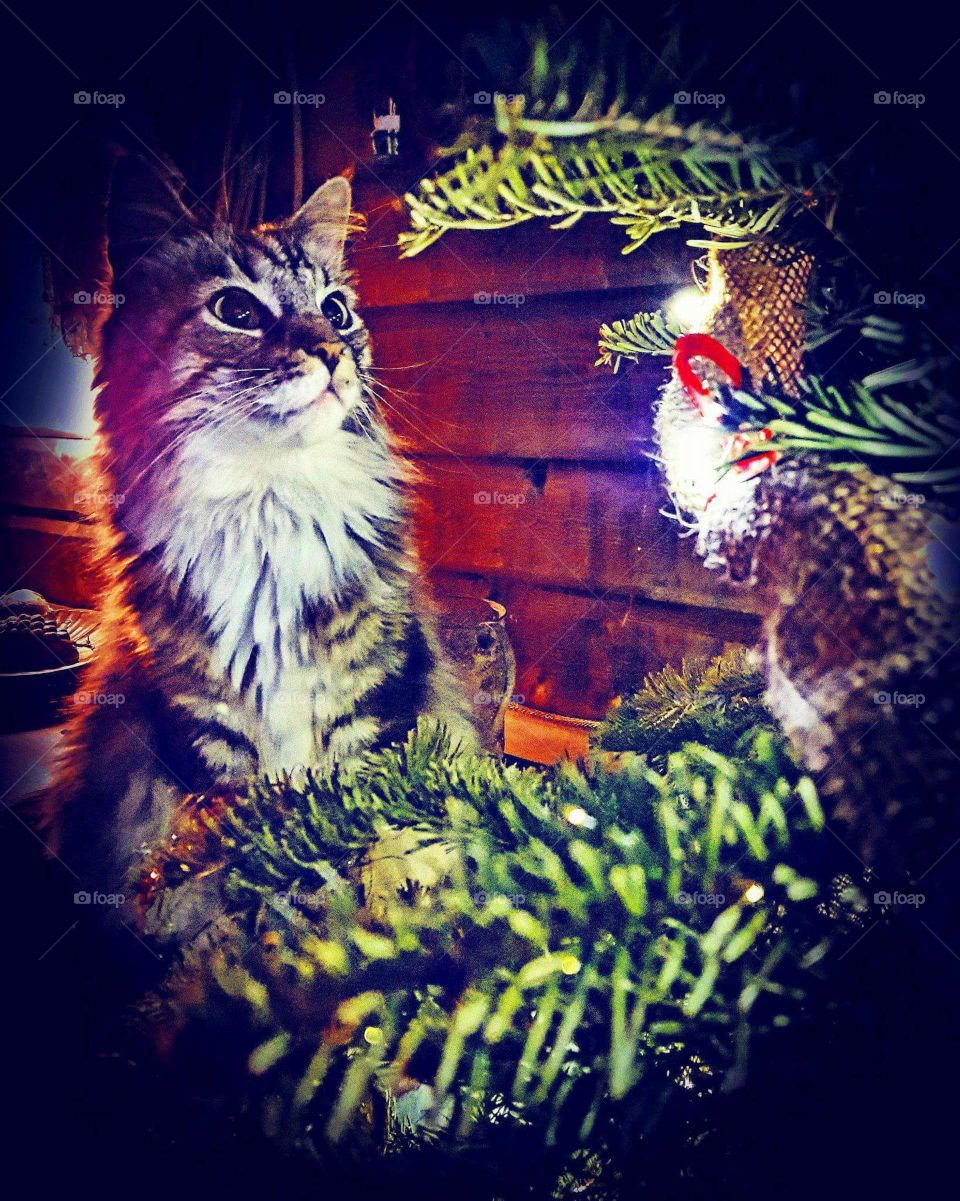 christmas cat