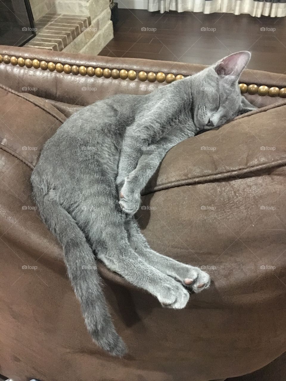 Lazy Russian Blue kitten. 
