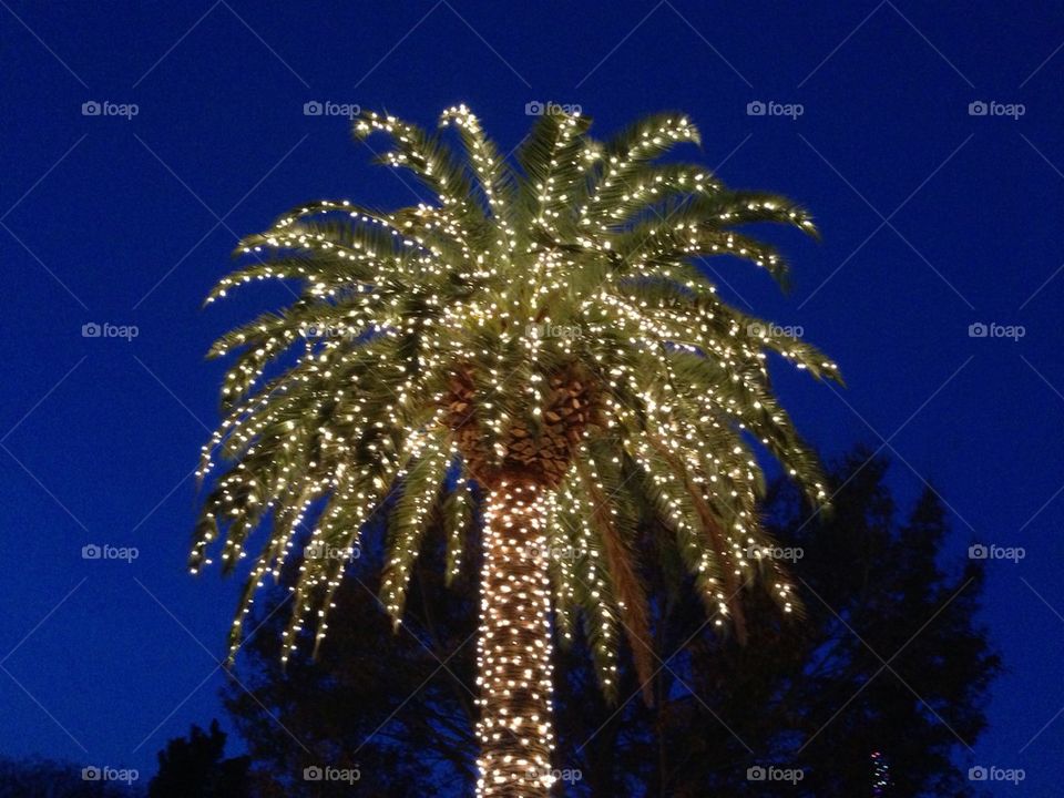 Palm tree with Christmas lights at dusk