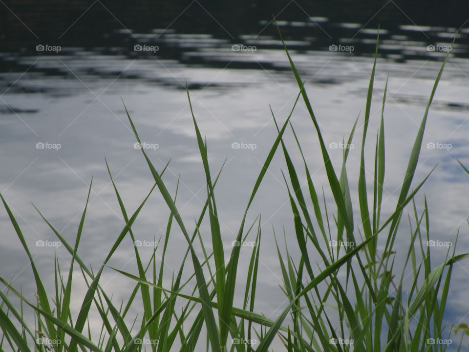 A macro close-up of thin grass in front of a lake
