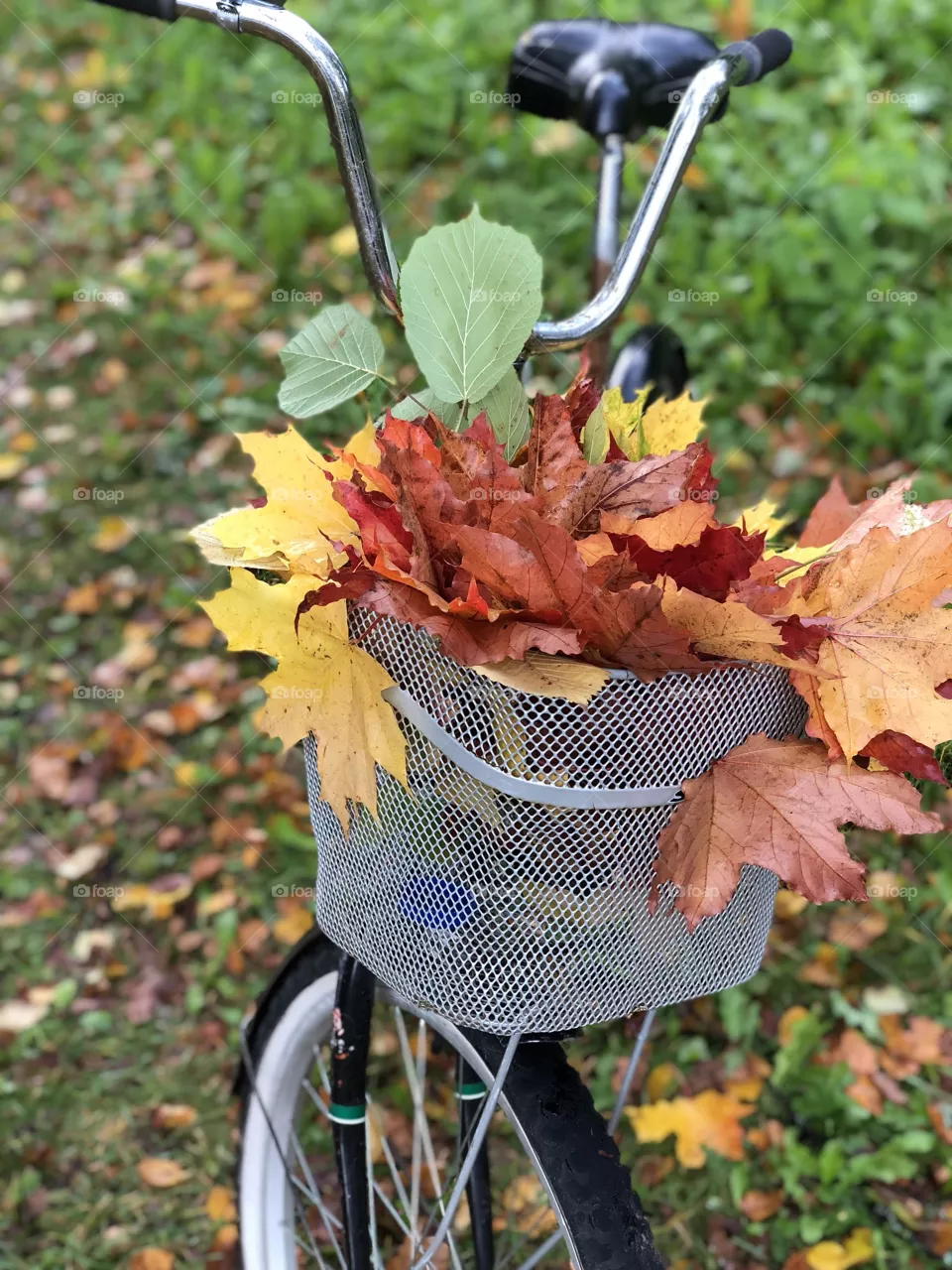 Fall colors 🍁