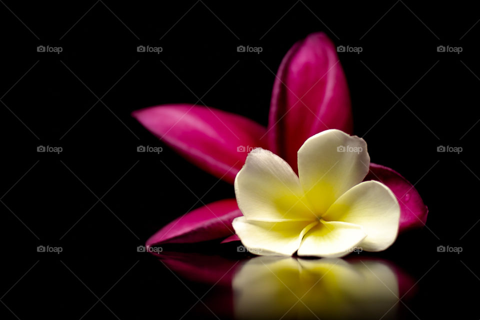 Frangipani flowers in Thailand