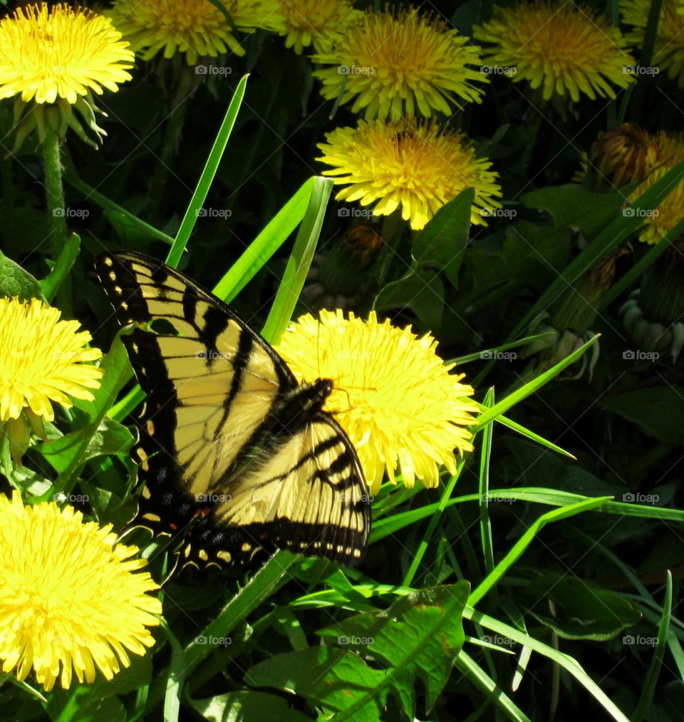A pretty yellow tiger swallowtail butterfly on a yellow dandelion in the grass