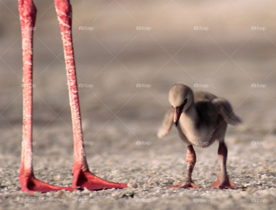Piccolo di fenicottero