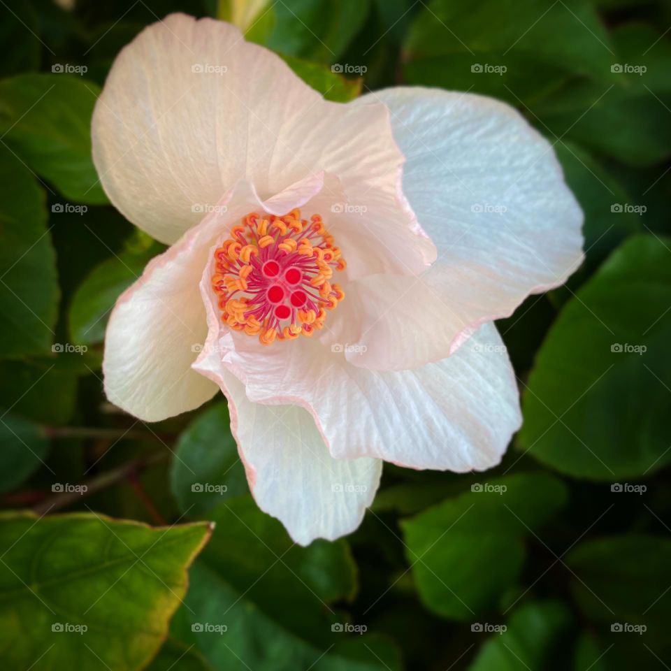White hibiscus flower closeup 