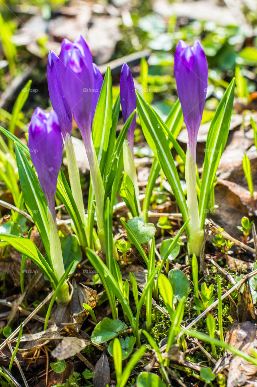 Close-up of crocus flowers