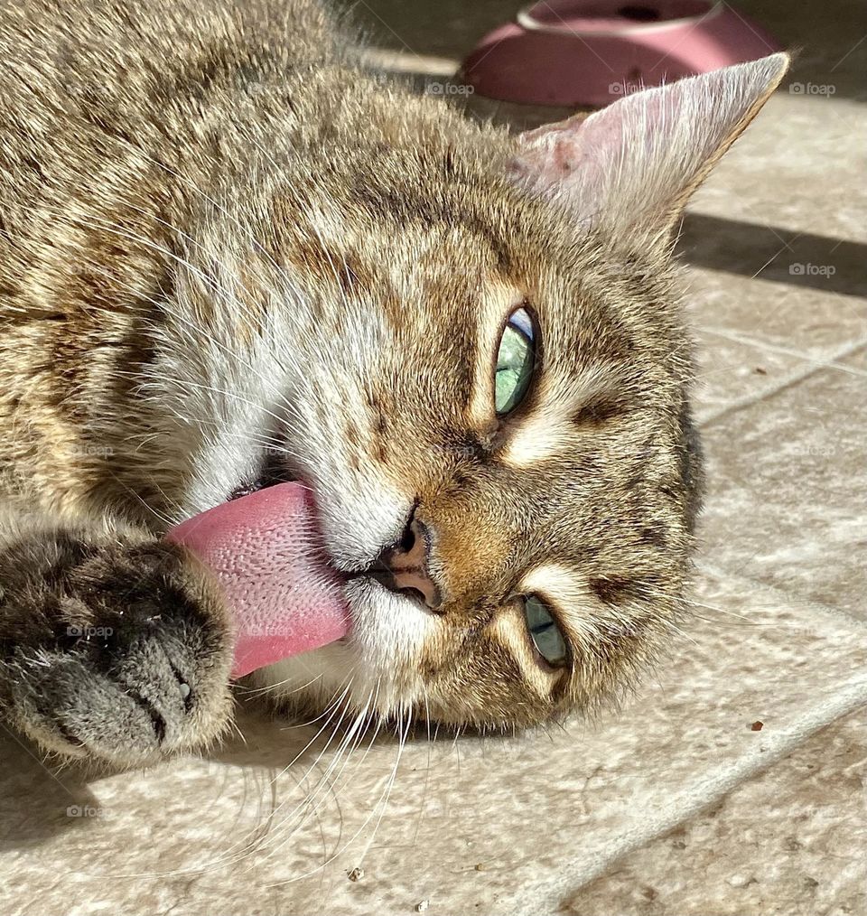 A cat licking her foot