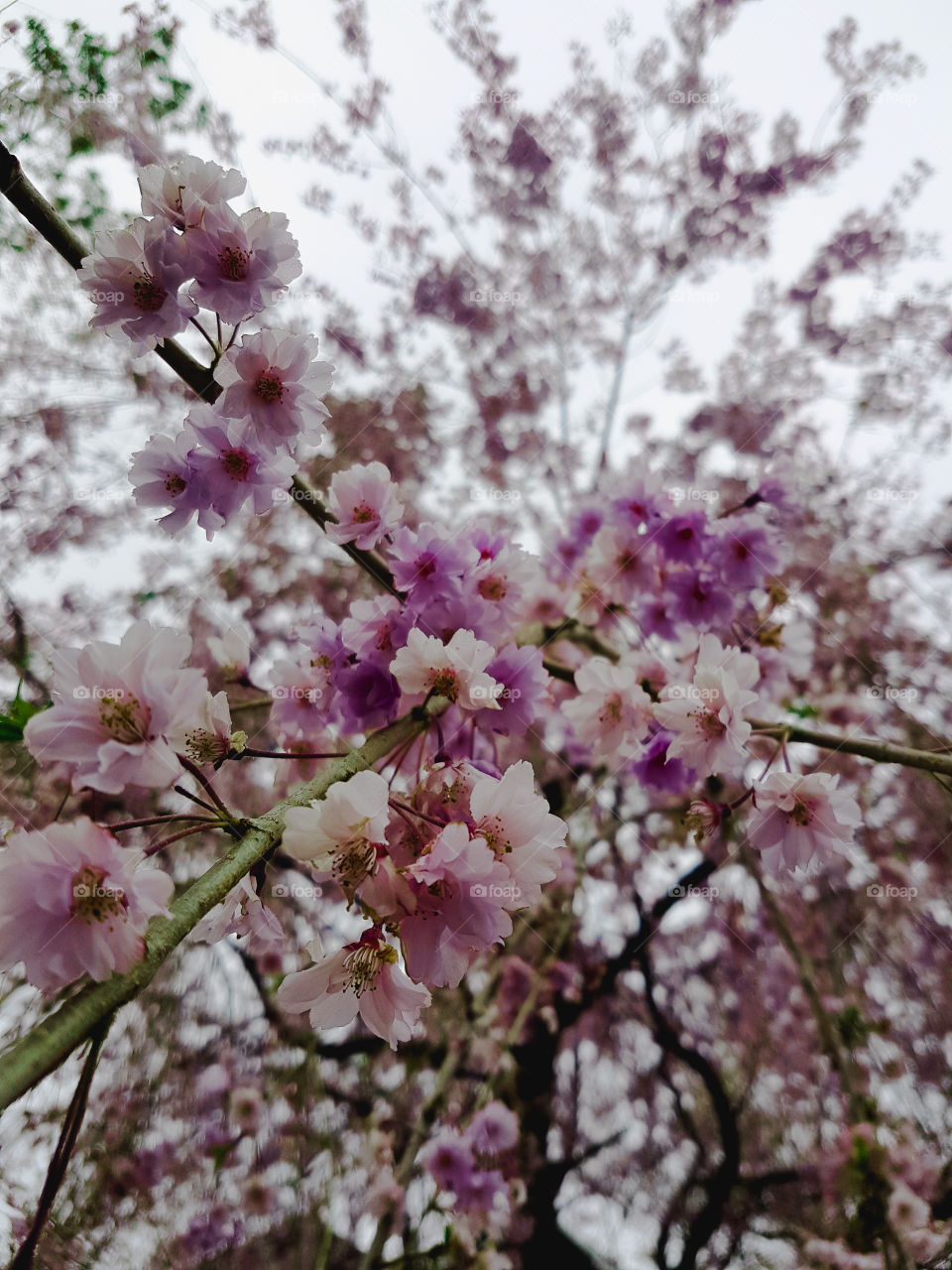 Cherry Blossom at Kawaguchiko, Japan
