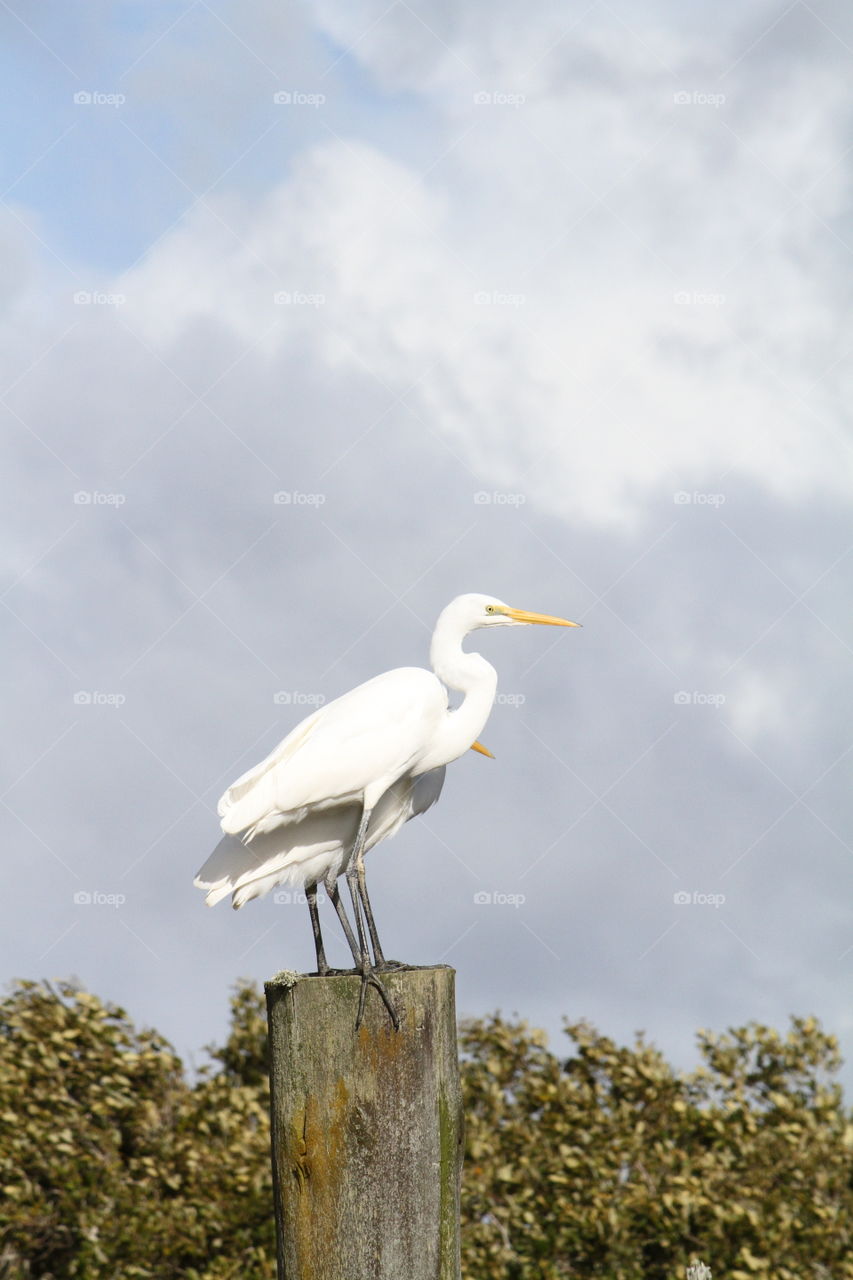 Pair of White Herons