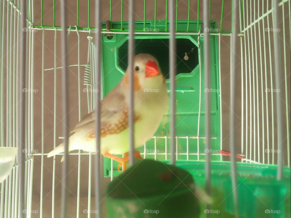  Colored birds inside the cage