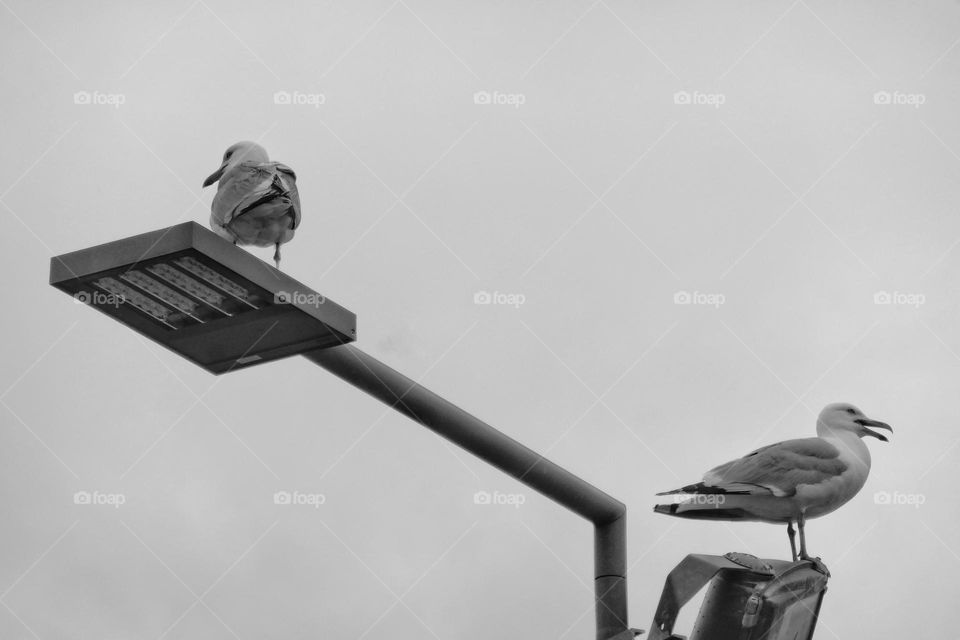 Two seagulls on a street light