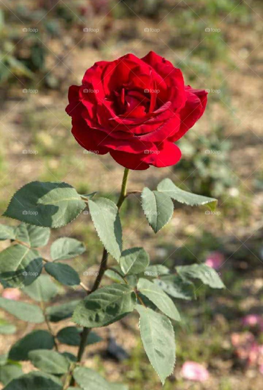 Rose is a very beautiful flower, it is found in many colors, its fragrance is very attractive, it is also considered a symbol of love.